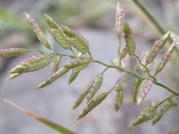 Image result for Eragrostis cilianensis