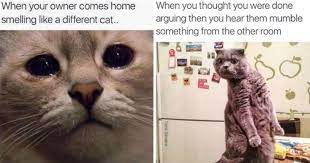 Pin On Cats
