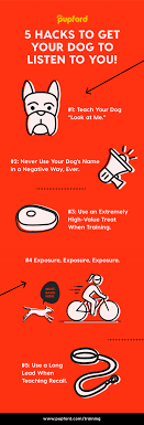 It makes it essential that you learn all the basic dog training strategies. 5 Hacks To Get Your Dog To Listen To You Pupford