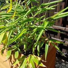 Für eine kübelbepflanzung eignen sich die fargesien am besten, denn diese werden nicht zu groß, sind gut. Bambus Auf Dem Balkon Tipps Zur Pflege Dem Standort Und Uberwintern