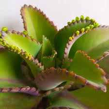 Image result for Kalanchoe pinnata