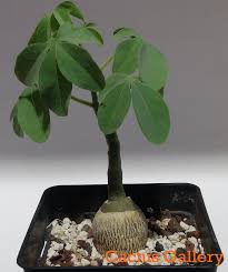 Image result for Adenia karibaensis