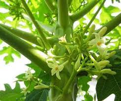 Khasiat Bunga Pepaya Resep Tumis Bunga Pepaya Kangkung Resep Tumis Bunga Pepaya Manado Resep Tumis Daun Pepaya Aga Flower Pictures Flowers Parts Of A Flower