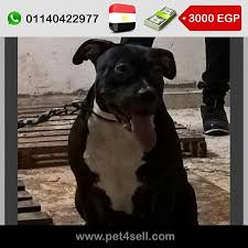 pin on dogs