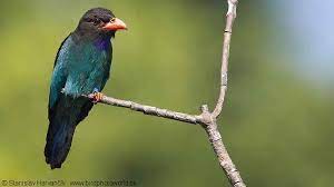 Download Suara Burung Tengkek Buto Bagus Untuk Masteran Binatang Burung Jalak