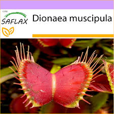 Being one amongst the small number of plants capable of very rapid movement, it can snap shut. Saflax 10 Seeds Venus Fly Trap Dionee Attrape Mouche Venere Acchiappamosche Venus Atrapamoscas Venus Fliegenfalle Fruugo No