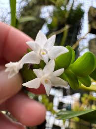 Image result for Angraecum distichum