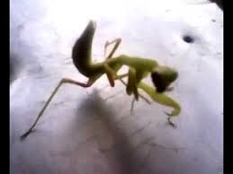 Mimpi ini merupakan pertanda bahwa kebaikan akan datang pada orang. Walang Kadung Youtube