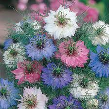 We did not find results for: Love In A Mist Persian Jewels Flower Seeds From D T Brown