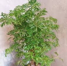 Image result for Polyscias fruticosa