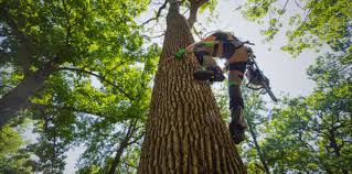 Arborist Training in Manassas, VA - Vermeer All Roads