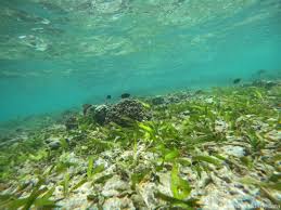 Image result for Thalassia hemprichii