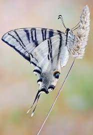 Pin By Adelaida Joya On Mariposas Swallowtail Butterfly Beautiful Butterflies Butterfly