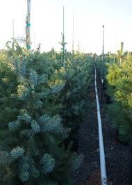 Weeping bruns serbian spruce (picea omorika 'pendula') zone: Bruns Serbian Spruce Tree Garden Gate Nursery