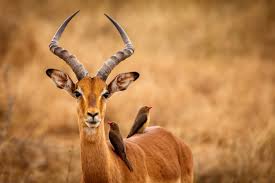 Tame impala tier list maker. Impala Mit Madenhacker Foto Bild Tiere Wildlife Wildlife Sonstige Tiere Bilder Auf Fotocommunity
