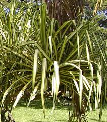 Image result for Pandanus sp. B