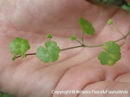 Image result for Hydrocotyle sibthorpioides