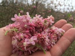 These pictures of this page are about:identify pink flowering shrub. Flowering Currant Identification Distribution Edibility Recipes Galloway Wild Foods