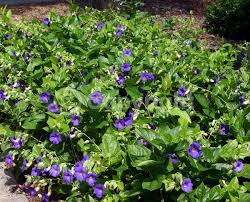 Image result for Thunbergia battiscombei