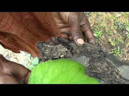 Image result for Cadaba kirkii