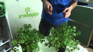 Proper timing depends on the plant part you are harvesting and how you plan to use it. How To Harvest Parsley Youtube
