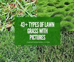 It is also an adaptable grass that is able to grow in different types of soil, according to the louisiana. 43 Different Types Of Lawn Grass For Your Yard Names Pictures