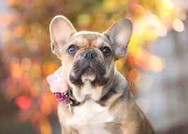 Browse thru our id verified puppy for sale listings to find your perfect puppy in your area. Frenchie Puppies Rogue Valley Frenchies United States