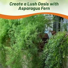 Image result for Asparagus schroederi