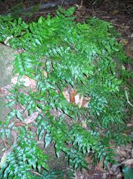 Image result for Arthropteris palisotii