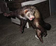 Quality, safety, and materials are decisive. Ferret Wikipedia