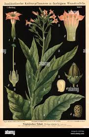Image result for Nicotiana tabacum