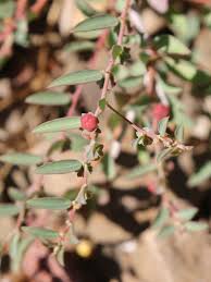 Image result for Phyllanthus maderaspatensis