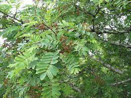 The branches of this tree are nope. Rowan Sorbus Aucuparia How To Identify Rowan A Guide From Tcv