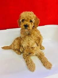 Tuy Dokmeyen Koku Yapmayan Red Toy Poodle Yavrumuz 234604 Bikopek Com