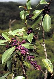 Image result for Myrsine