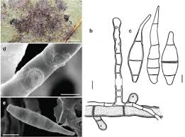 Image result for Lindackeria bukobensis