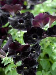 Garden Flowers Flowers Black Flowers Petunias