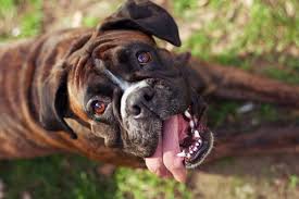 We did not find results for: 15 Boxer Mixes Loyal Playful Partners Boxer Mixed Breeds
