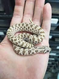 Green Female Arctic Hognose Snake Western Hognose Snake Snake