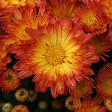 Check out our yellow mum selection for the very best in unique or custom, handmade pieces from our shops. Chrysanthemum Growing And Care Tips For Mums Garden Design