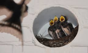 Nesting Bird Surveys And Mitigation From 348 Chase Ecology