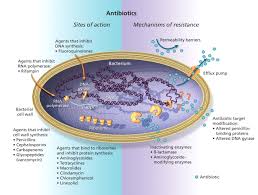 Image result for Antimicrobial Agent