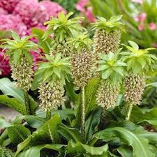 Image result for Ledebouria luteola