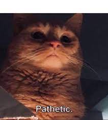 The best memes from instagram, facebook, vine, and twitter about pathetic simpsons meme. Cat Version Pathetic Blank Template Meme Templates