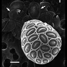 Image result for Exotheca