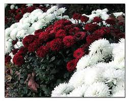 Check spelling or type a new query. Red And White Mums Picture Mums Flowers Fall Flowers White Mums
