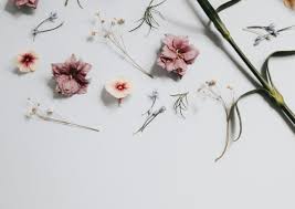 Over 40,000+ cool wallpapers to choose from. Minimalist Floral Laptop Wallpapers Wallpaper Cave
