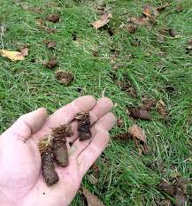 I felt around it and didn't feel any water or moisture, and we haven't seen any bugs or insects in the house (doesn't mean they don't exist, of course). Small Holes In Lawn Overnight Uk A Pictures Of Hole 2018