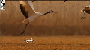 Birds Of Prey Full Movie Free Download In Tamil Whatsapp Status Tamil Natural Birds Lyrics Status Nature Birds Lyrics