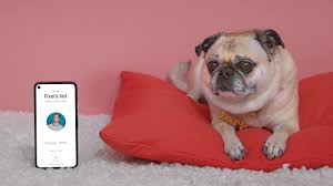 Local pick up in texas with $200 handling fee shipping via nanny service usa $800 outside usa/mexico contact us for a quote *must be 10 weeks old to be able to ship* breed: Pixel The Pug Is Back Helping Google Show Off More Of What Its Phones Can Do